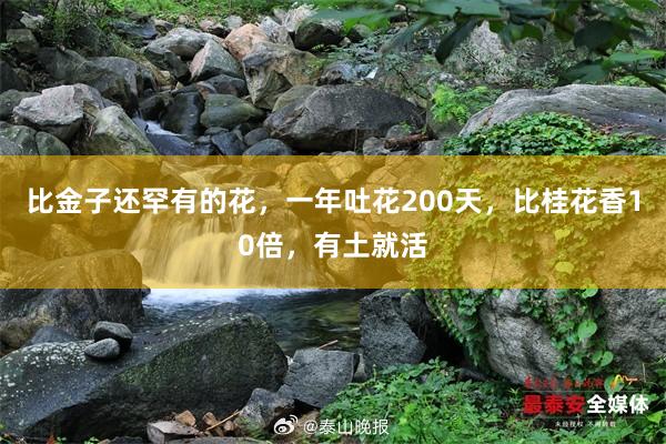 比金子还罕有的花，一年吐花200天，比桂花香10倍，有土就活