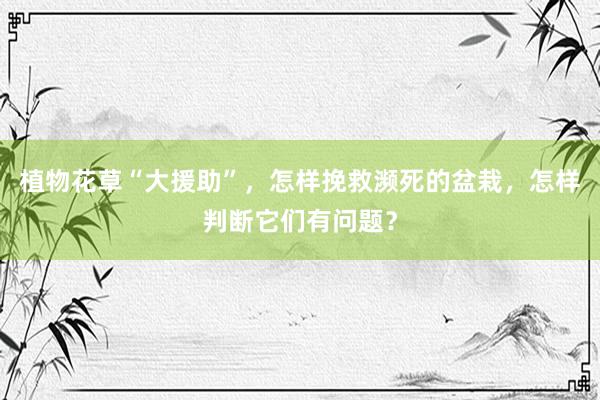 植物花草“大援助”，怎样挽救濒死的盆栽，怎样判断它们有问题？